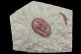 Red, Ordovician Trilobite (Asaphellus) - Morocco #81290-2